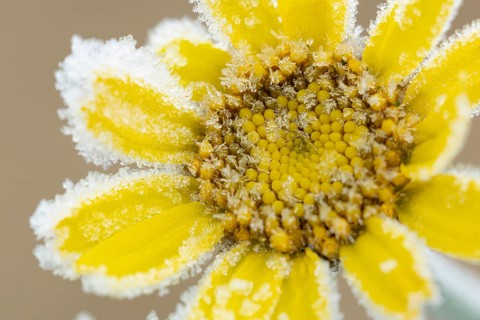 Corn marigold (Glebionis segetum) single yellow wildflower flower covered in frost in winter,