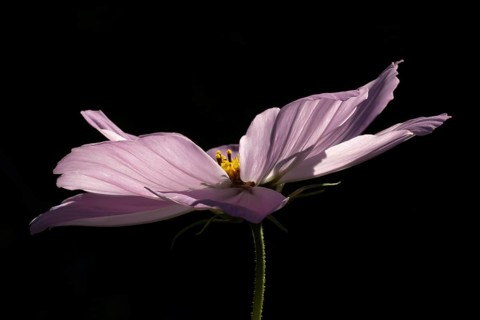 Cosmos garden annual pink flower in summer, England, United Kingdom