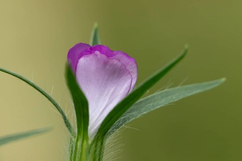 Common corncockle (Agrostemma githago) single pink wildflower flower in summer, England, United