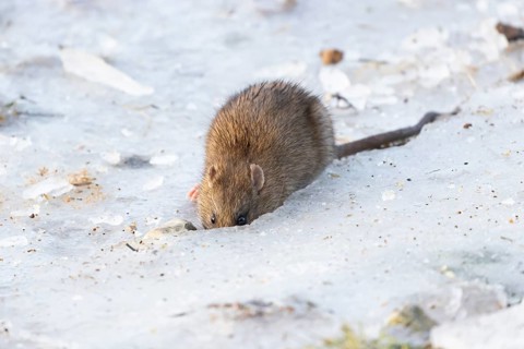 Brown rat (Rattus norvegicus) adult rodent mammal eating seed on frozen ground in winter, England,