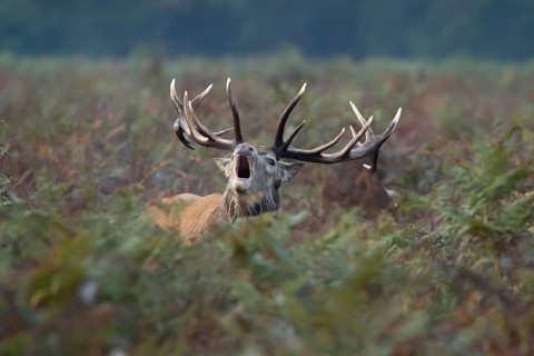 Red deer (Cervus elaphus) adult male stag mammal roaring in the annual rut in autumn, England,