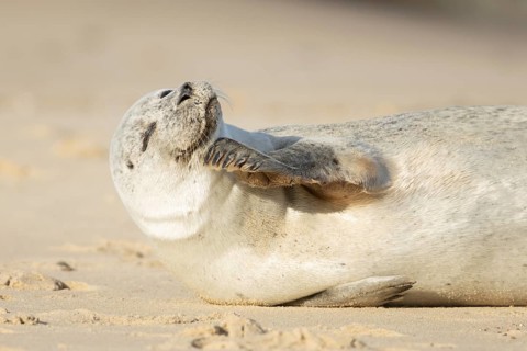 Common or Harbour or Habor seal (Phoca vitulina) adult marine mammal on a beach, England, United