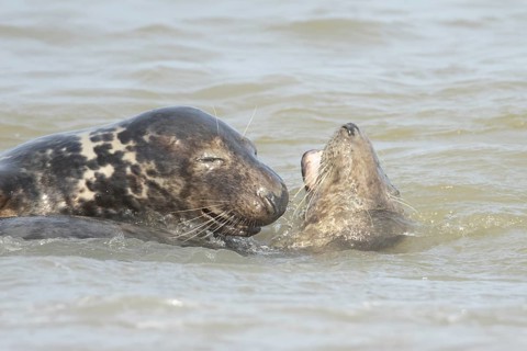 Grey seal (Halichoerus grypus) two adult marine mammals playing in the shallow waves of the sea,