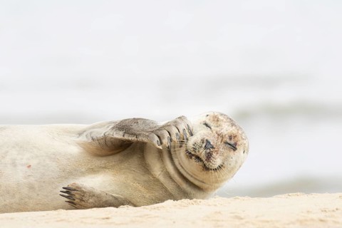 Common or Harbour or Habor seal (Phoca vitulina) adult marine mammal relaxing on a beach, England,