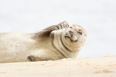 Common or Harbour or Habor seal (Phoca vitulina) adult marine mammal resting on a beach, England,