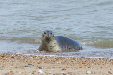 Grey seal (Halichoerus grypus) adult marine mammal relaxing in the shallow waves of the sea,