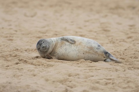 Grey seal (Halichoerus grypus) adult marine mammal sleeping on a beach in winter, England, United
