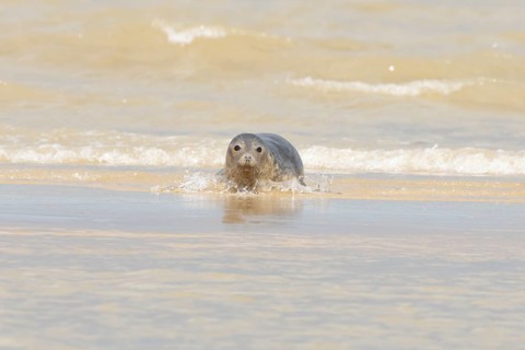 Grey seal (Halichoerus grypus) adult marine mammal in the shallow waves of the sea, England, United