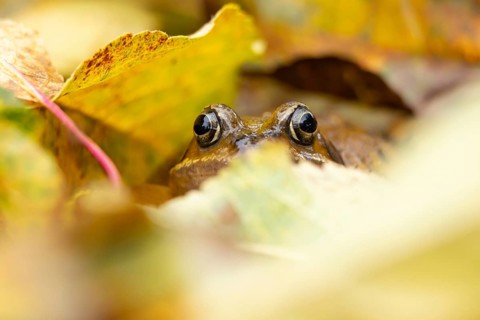 Common frog (Rana temporaria) adult amphibian amongst fallen autumn leaves in a garden, England,