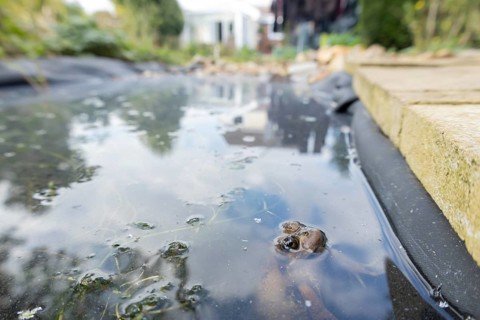 Common frog (Rana temporaria) adult amphibian on the water surface of a garden pond, England,