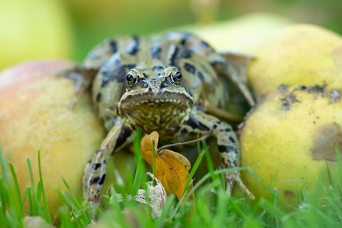 Common frog (Rana temporaria) adult amphibian on fallen apples fruit in a garden in autumn,