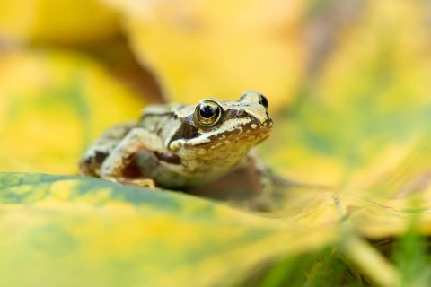 Common frog (Rana temporaria) juvenile baby froglet amphibian on fallen autumn leaves in a garden,