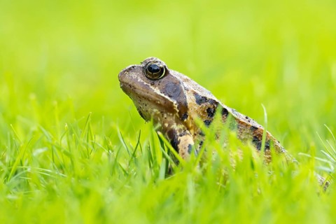 Common frog (Rana temporaria) adult amphibian on a garden grass lawn in summer, England, United