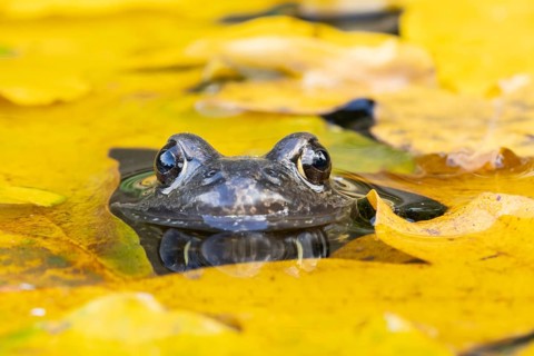 Common frog (Rana temporaria) adult amphibian on the water surface of a garden pond with fallen