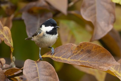 Coal tit (Periparus ater) adult garden bird in a Magnolia tree with autumn colour leaves, England,