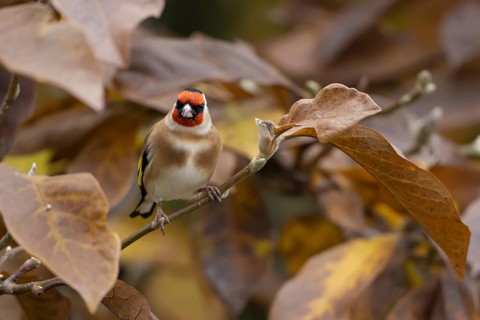 European goldfinch (Carduelis carduelis) adult garden bird in a Magnolia tree with autumn colour