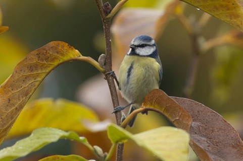 Blue tit (Cyanistes caeruleus) adult garden bird in a Magnolia tree with autumn colour leaves,