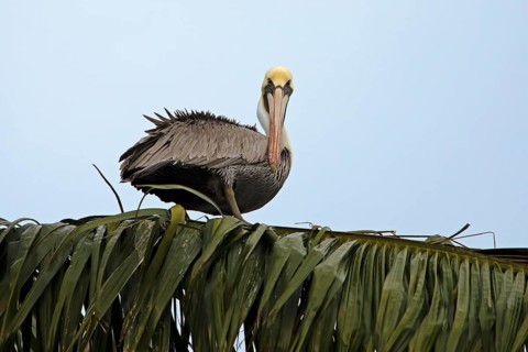 Brown pelican (Pelecanus occidentalis) on a palm tree at the Rio Dulce, Livingston, Departamento