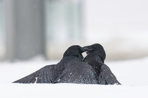 Two fighting crows (Corvus corone) in the snow, Hesse, Germany