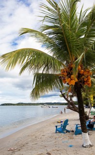 Sandy beach beach and coconut trees on Playa Blanca, Izabal Department, Guatemala