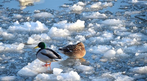 Mallards (Anas platyrhynchos) sitting on ice on the frozen Elbe near Geesthacht,