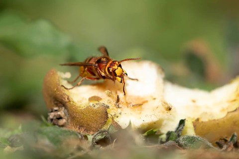 European hornet (Vespa crabro) adult insect feeding on a fallen pear fruit in a garden in summer,