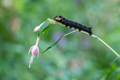 Elephant hawkmoth (Deilephila elpenor) adult moth insect caterpillar or larva on a garden Fuchsia