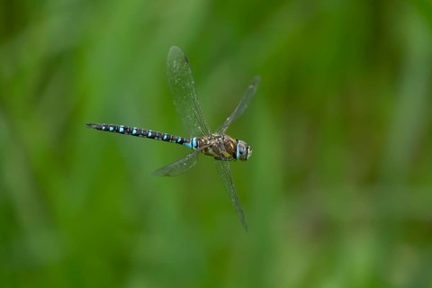 Migrant hawker dragonfly (Aeshna mixta) adult insect flying in summer, England, United Kingdom