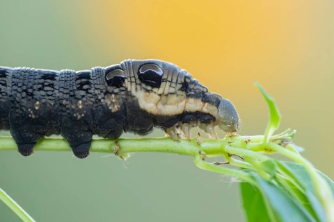 Elephant hawkmoth (Deilephila elpenor) adult moth insect caterpillar or larva feeding on a garden