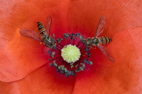Common hoverfly (Eupeodes corollae) two adult insects feeding on a garden red Common field poppy