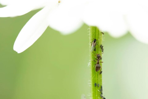 Black bean aphid or Greenfly (Aphis fabae) adult insects and an ant on an Oxeye daisy flower stem