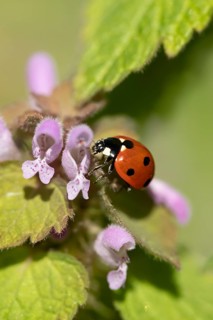 Seven-spot ladybird or Ladybug (Coccinella septempunctata) adult insect on a Red dead nettle plant