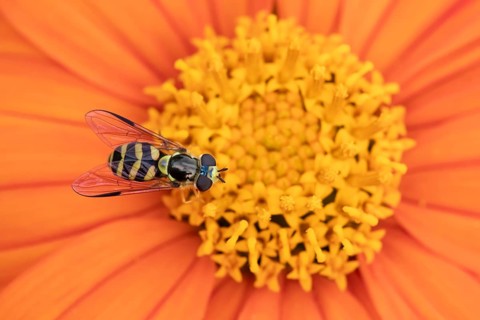 Common hoverfly (Eupeodes corollae) adult insect feeding on a garden Mexican sunflower (Tithonia