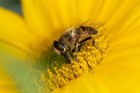 Bumblebee mimic hoverfly (Volucella bombylans) adult insect on a garden yellow flower in summer,