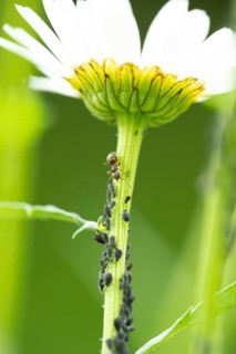 Black bean aphid or Greenfly (Aphis fabae) adult insects and an ant on an Oxeye daisy flower stem