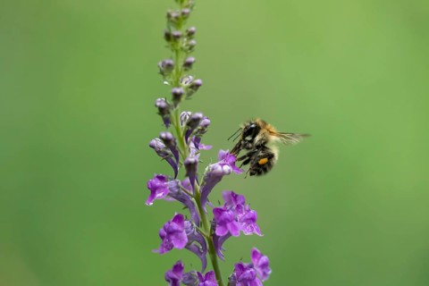 Common carder bumblebee (Bombus pascuorum) adult bee insect feeding on a garden Toadflax flower in