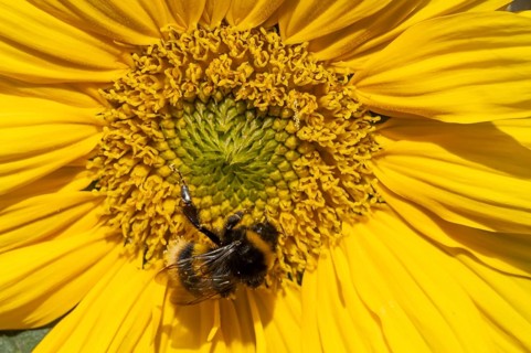 Buff tailed bumblebee (Bombus terrestris) adult bee insect feeding on a garden sunflower flower in
