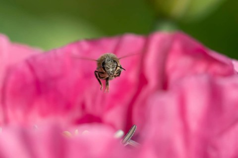 European honey bee (Apis mellifera) adult insect flying over a garden Opium poppy flower in summer,