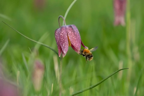 Common carder bumblebee (Bombus pascuorum) adult bee insect flying towards a Snake's head