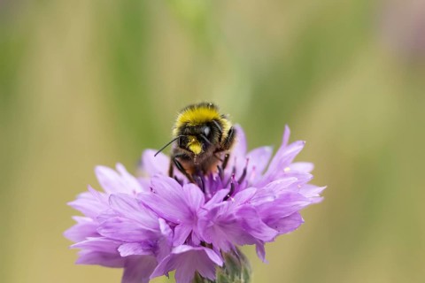 Early bumblebee (Bombus pratorum) adult bee insect feeding on a garden Cornflower flower in summer,