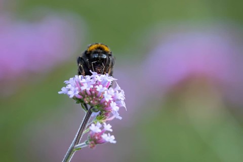 Buff tailed bumblebee (Bombus terrestris) adult bee insect feeding on a garden Verbena bonariensis