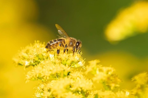 European honey bee (Apis mellifera) adult insect feeding on a garden yellow Golden rod flower in
