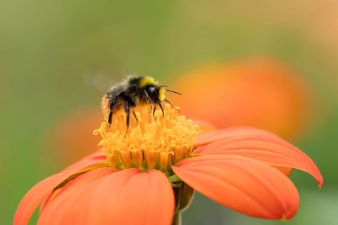 Early bumblebee (Bombus pratorum) adult bee insect feeding on a garden Mexican sunflower (Tithonia