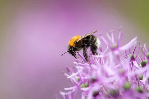 Tree bumblebee (Bombus hypnorum) adult bee insect feeding on a garden purple Allium flower in
