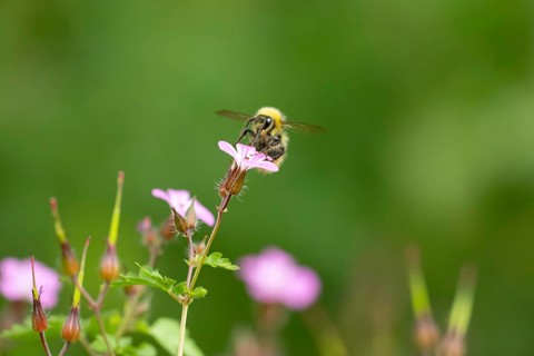 Early bumblebee (Bombus pratorum) adult bee insect feeding on a garden Herb robert flower in