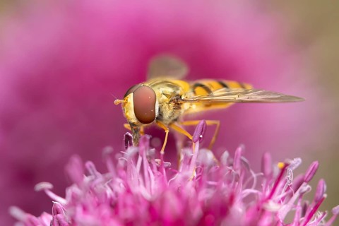 Common hoverfly (Eupeodes corollae) adult insect feeding on a garden purple Allium flower in