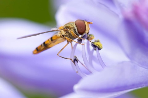 Common hoverfly (Eupeodes corollae) adult insect feeding on a garden blue Agapanthus flower in