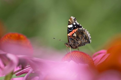 Red admiral butterfly (Vanessa atalanta) adult insect feeding on a garden purple Coneflower