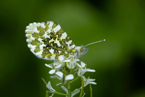 Orange tip butterfly (Anthocharis cardamines) adult insect feeding on a garden white Garlic mustard