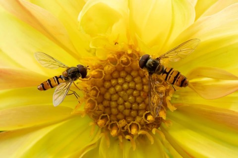 Common hoverfly (Eupeodes corollae) two adult insects feeding on a garden yellow Dahlia flower in
